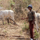 A herdsman and his cows.